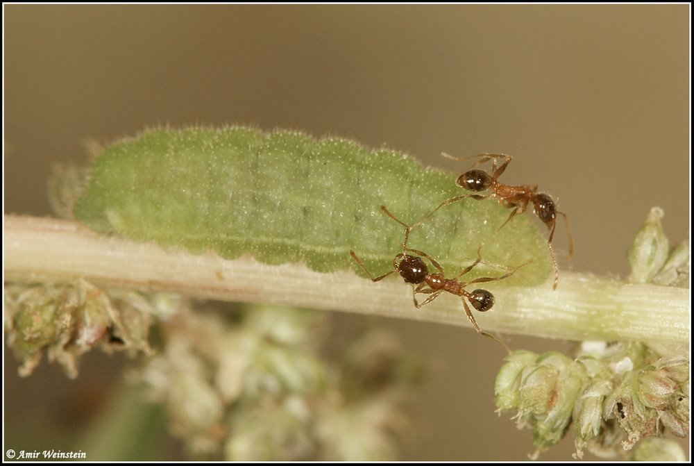 Lycanidae d''Israele - Zizeeria spp.